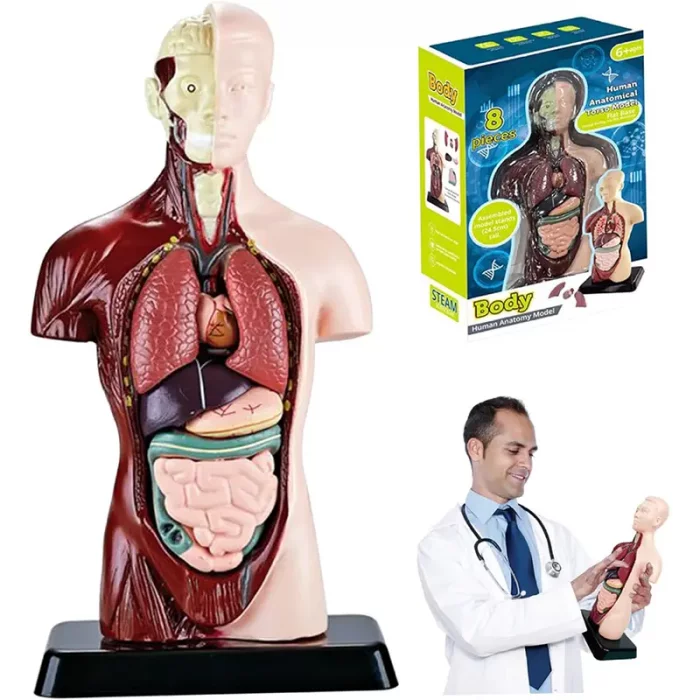 مولاژ نیم تنه بدن انسان 8 تکه کد TXMR027