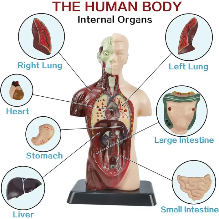 مولاژ نیم تنه بدن انسان 8 تکه کد TXMR027