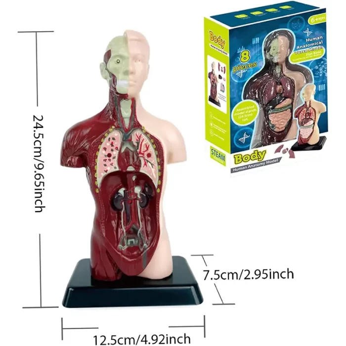 مولاژ نیم تنه بدن انسان 8 تکه کد TXMR027