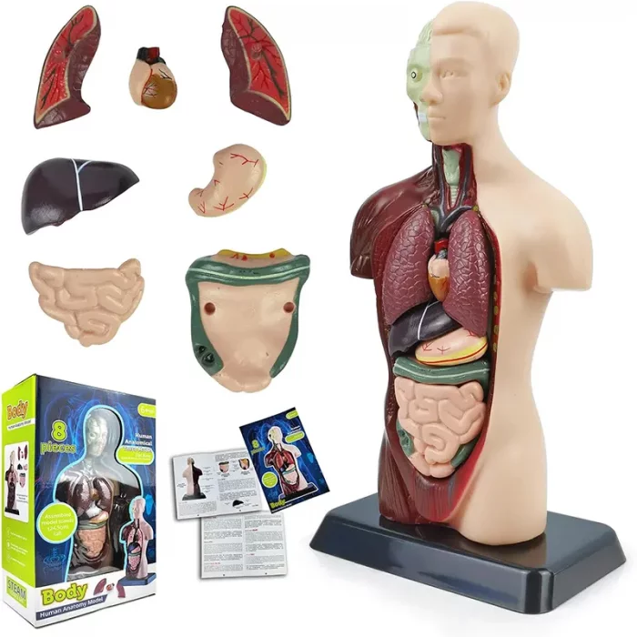 مولاژ نیم تنه بدن انسان 8 تکه کد TXMR027