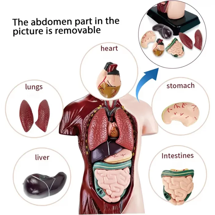 مولاژ نیم تنه بدن انسان 8 تکه کد TXMR027