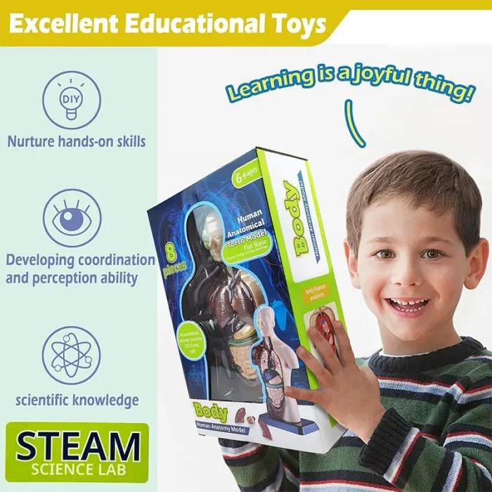 مولاژ نیم تنه بدن انسان 8 تکه کد TXMR027