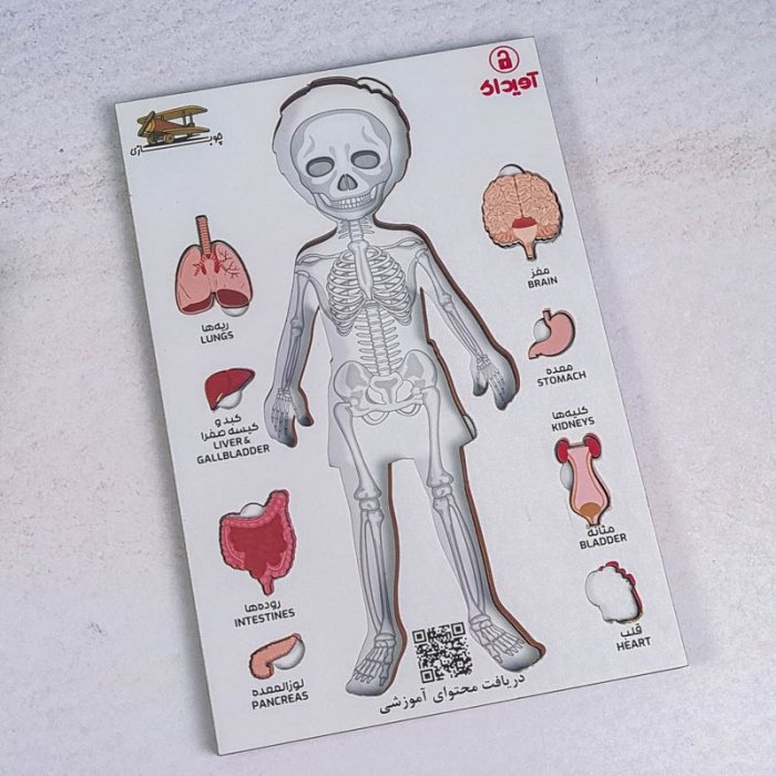 پازل جاگذاری آناتومی بدن انسان 26 تکه کد 42601