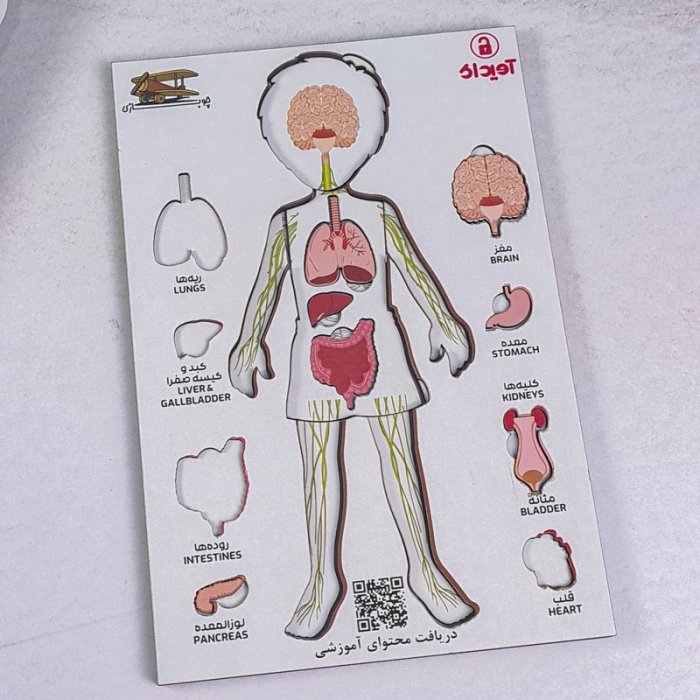 پازل جاگذاری آناتومی بدن انسان 26 تکه کد 42601