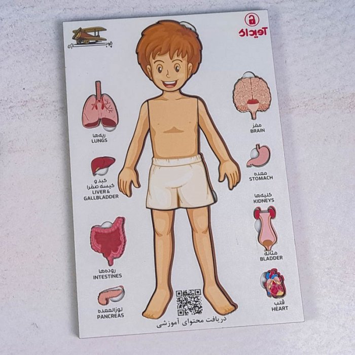 پازل جاگذاری آناتومی بدن انسان 26 تکه کد 42601