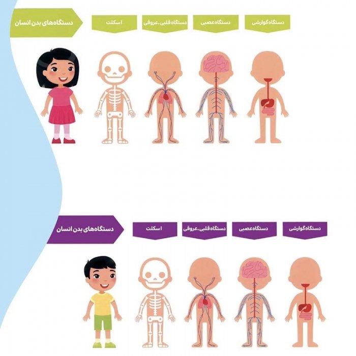 کتاب کودک بدن من از سر تا پا کد 2803