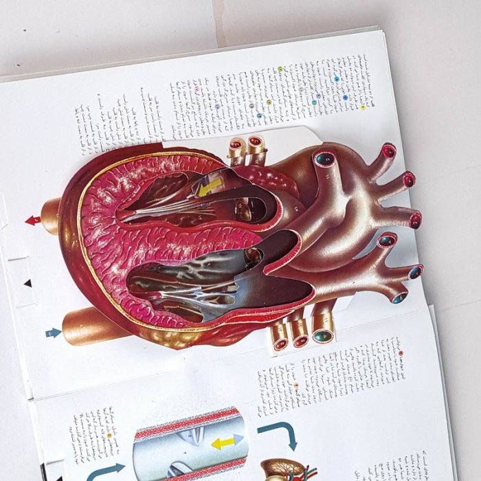 کتاب شگفتی بد انسان کد 26085