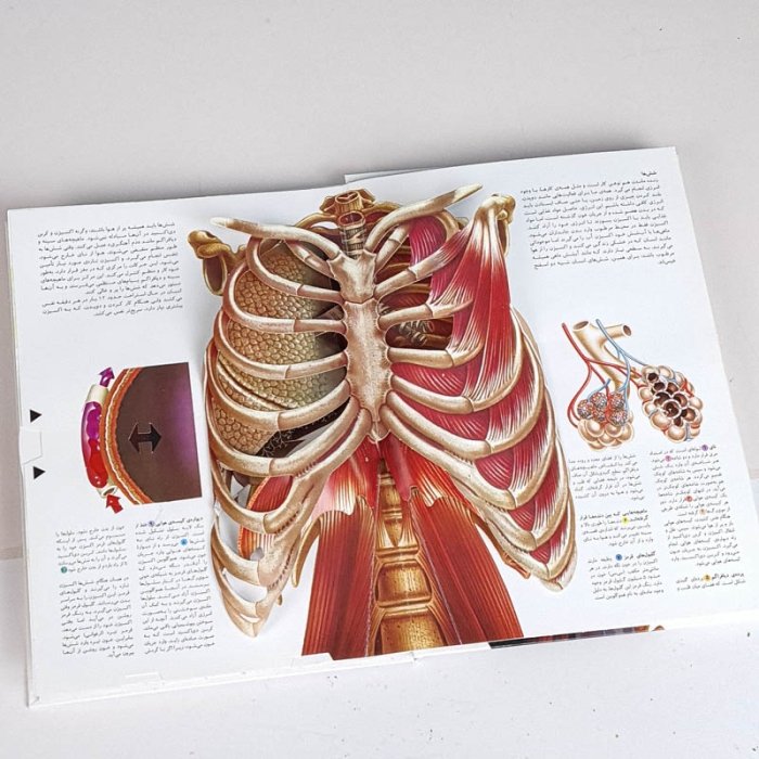 کتاب شگفتی بد انسان کد 26085