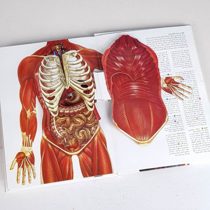 کتاب شگفتی بدن انسان کد 26085