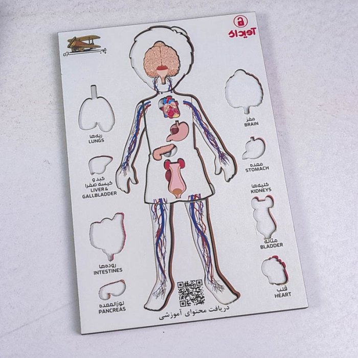 پازل جاگذاری آناتومی بدن انسان 26 تکه کد 51801