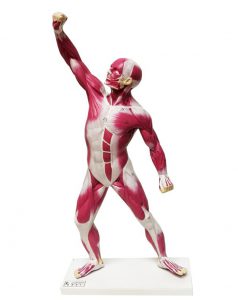 ماکت آناتومی بدن انسان و کودک