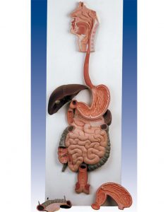 مولاژ کامل بدن انسان