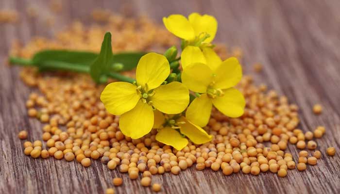 چربی سوزی و خوش اندامی با یک ماده غذایی سالم و مغذی