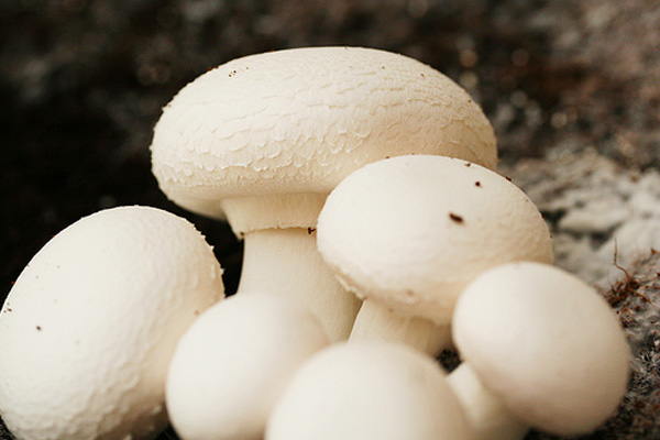 تاثیر شگفت‌انگیز مصرف قارچ بر کاهش خطر ابتلا به سرطان