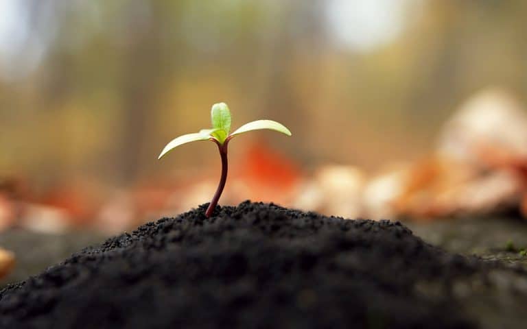 گیاهان برای رشد به چه چیزهایی نیاز دارند ؟!