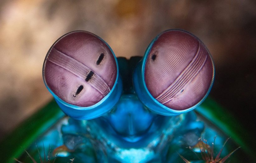 عجیب‌ترین چشم‌ها در قلمروی حیوانات دنیا را چگونه می‌بینند؟