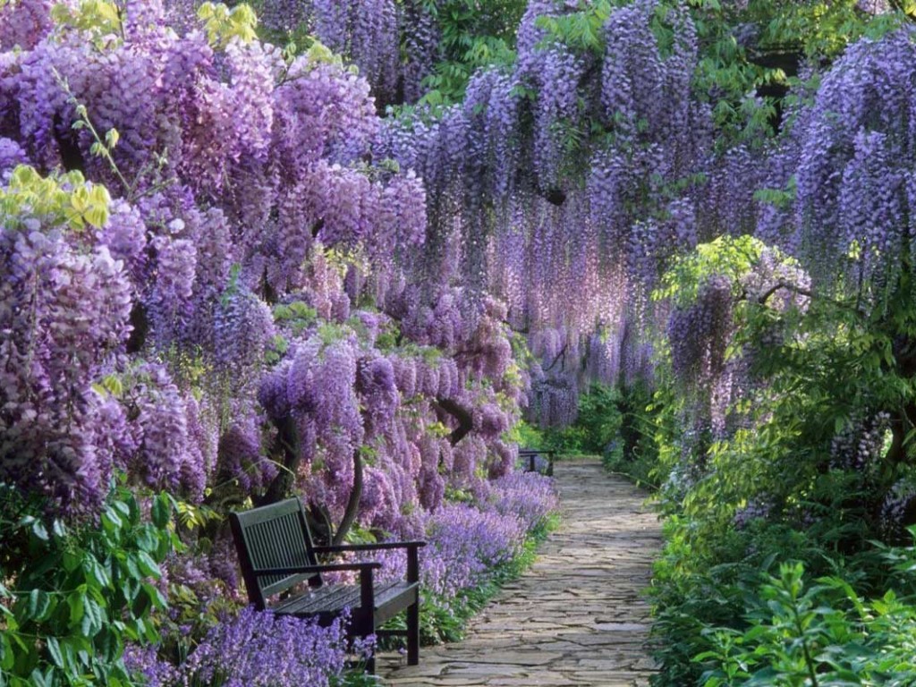 انواع گل رونده باغچه‌ای و آپارتمانی؛ معرفی ۲۰ گل دلربا برای تزئین خانه و باغچه