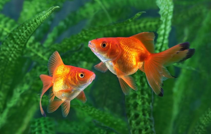 ۸ غذای مناسب برای ماهی قرمز و ماهیهای آکواریومی