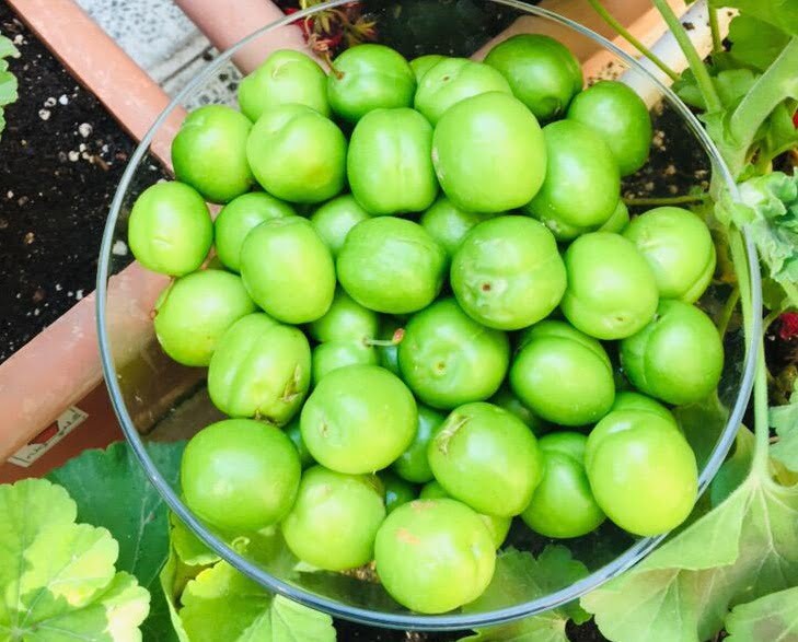 خواص گوجه سبز چیست؟ فواید بی نظیر این میوه خوشمزه و مضرات آن