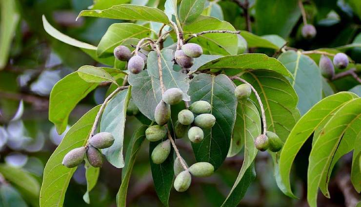 هلیله سیاه؛ خواص، عوارض، طریقه و دوز مصرف