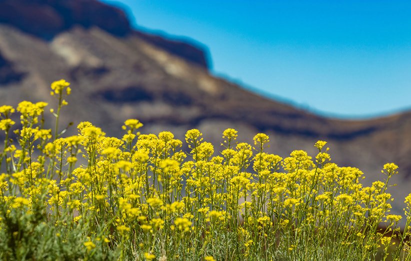 ۸ خاصیت حیرتانگیز خاکشیر برای سلامتی بدن، پوست و مو