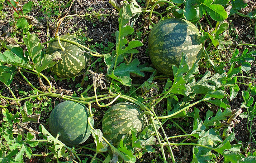 هندوانه ابوجهل چیست و چه خواصی دارد؟