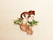 کد ۱۲ قورباغه