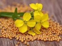 چربی سوزی و خوش اندامی با یک ماده غذایی سالم و مغذی