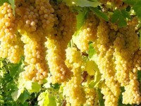 برای تسکین کمر درد این میوه را بخورید