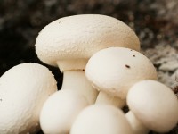 تاثیر شگفت‌انگیز مصرف قارچ بر کاهش خطر ابتلا به سرطان