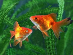 ۸ غذای مناسب برای ماهی قرمز و ماهی‌های آکواریومی