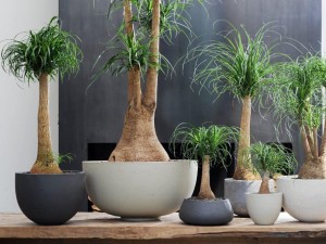 چگونه در فصل بهار گیاهان را تکثیر و تقویت کنید؟