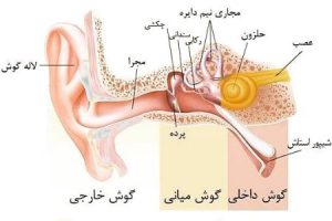 تشریح و آناتومی گوش انسان