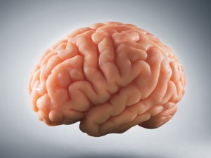 آناتومی مغز انسان؛ بخش‌های مختلف مغز و عملکرد آنها