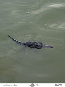 تمساح کنترلی  Crocodile control