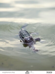 تمساح کنترلی  Crocodile control