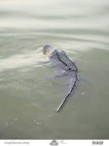 تمساح کنترلی  Crocodile control