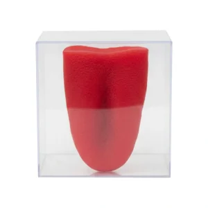 فیجت نرمالو زبان