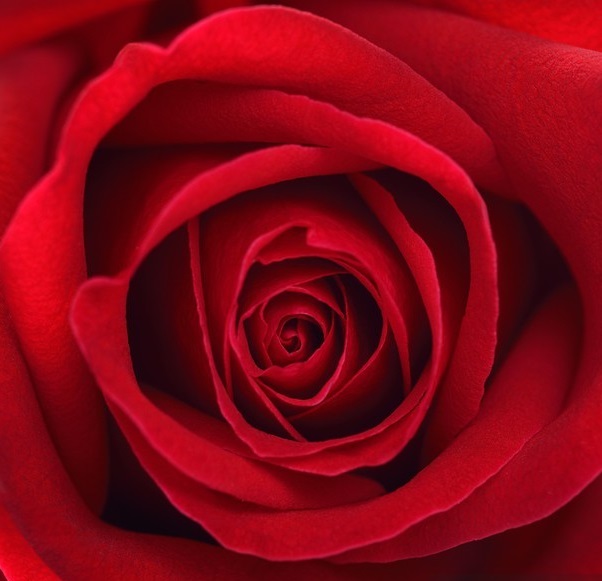 طریقه نگهداری گل رز جاودان (رز ماندگار)