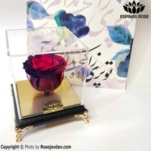 گل رز جاودان پایه مشکی رز آبی صورتی کد 117