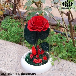 باکس دیو و دلبر گل رز جاودان قرمز کد 75