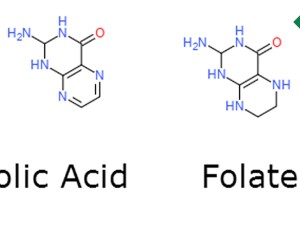 تفاوت اسید فولیک و فولات چیست؟
