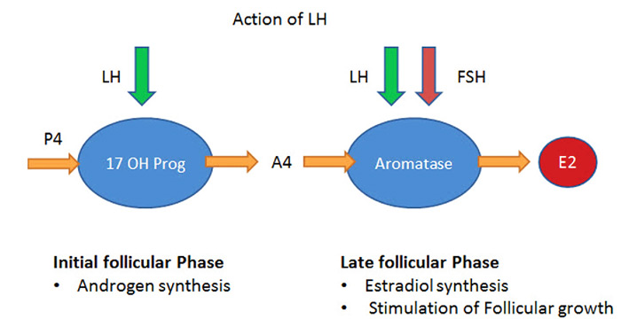 هورمون لوتئینیزه کننده (LH)