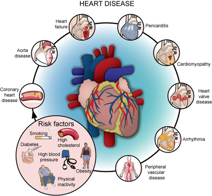 نقش امگا 3 در پیشگیری از بیماری‌های قلب و عروقی