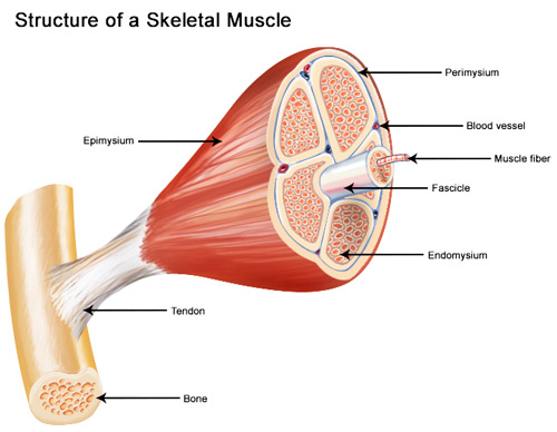 مراحل پمپ عضله