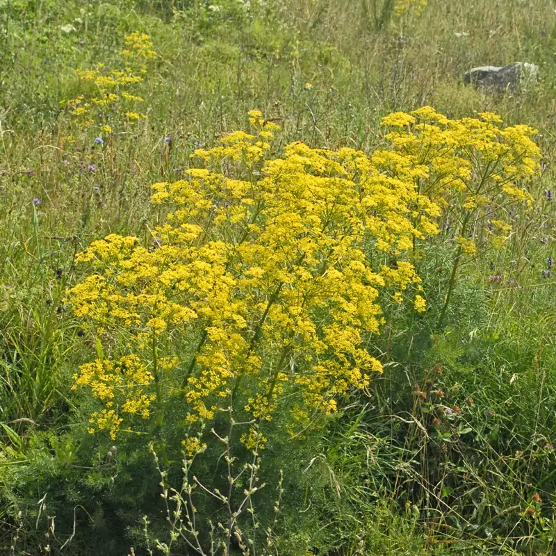 تقویت کننده عطر و طعم روغن حیوانی(چویر)