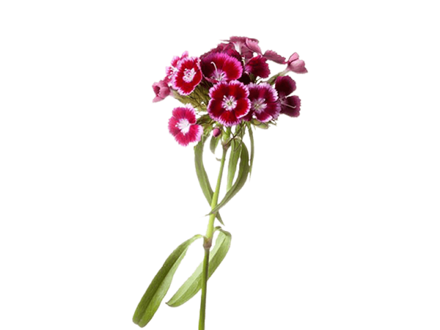 گل قرنفول
