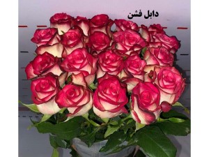 گل رز هلندی رنگ خاص