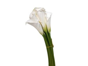 گل شیپوری ایرانی