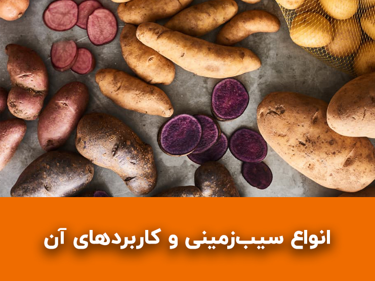 بهترین نوع سیب زمینی برای هر غذا؛ راهنمای انتخاب سیب زمینی سرخ کرده، پوره و تنوری